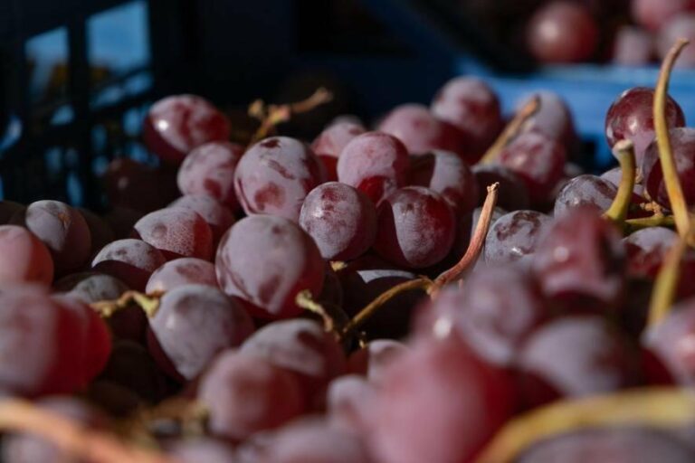 Київ під натиском ярмарків: де цього тижня знайти свіжі овочі та фрукти