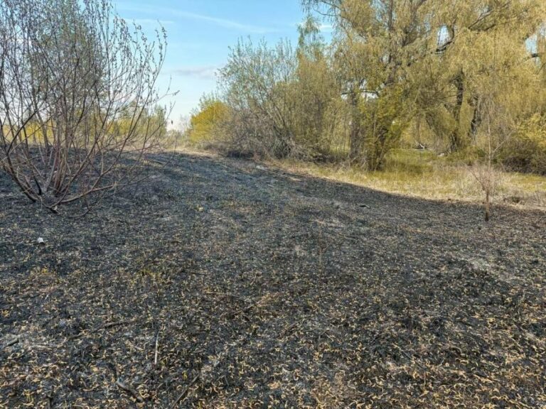 Київська область в небезпечній зоні: вплив осінніх підпалів на екологію та здоров’я населення