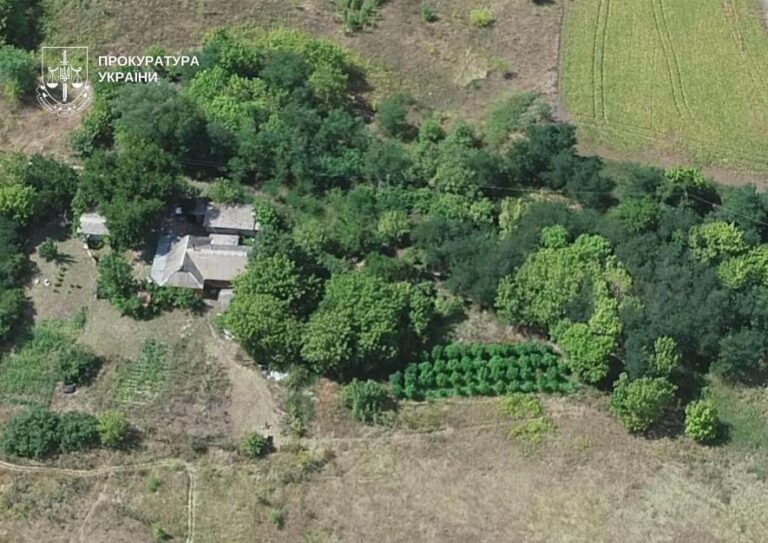 Знищено величезну партію коноплі: розкриття наркобізнесу в Києві