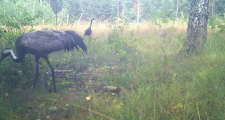 Загадкові істоти Чорнобильських болот: відкриття науковців з фотопасток