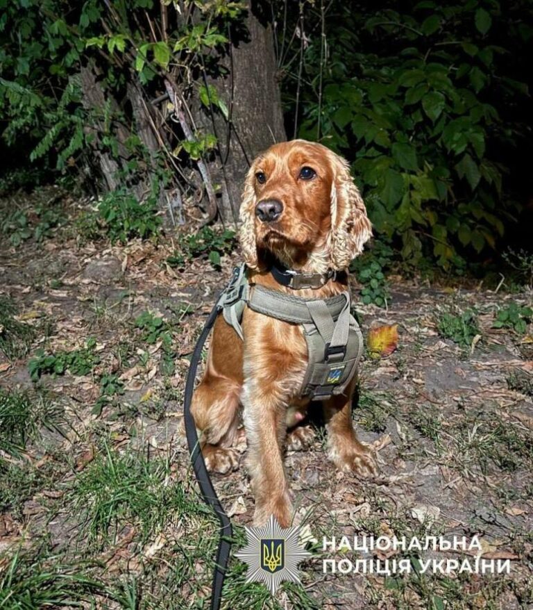 Кокосові наркосети: Київська поліція викрила масштабну мережу наркоторгівлі