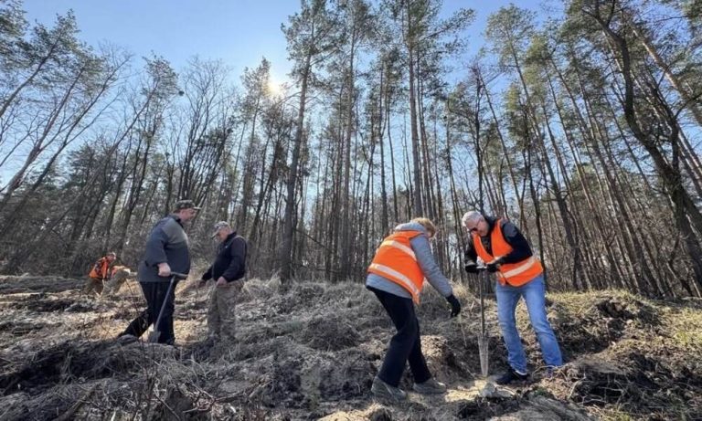 У Києві завершили масштабну кампанію з лісовідновлення — протягом року висадили понад 234 тисячі сіянців