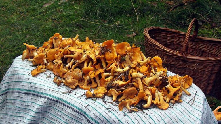 Грибні пригоди в Київській області: куди вирушити в листопаді