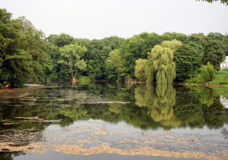 Київська область вимагає мільйони за шкоду природі: прокурори зобов’язали компенсувати понад 4,4 млн грн за нелегальні вирубки лісу