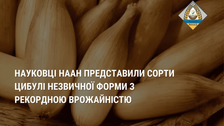 Київські вчені створили цибулю з рекордною врожайністю на 53% більше
