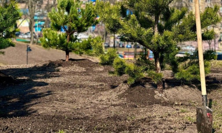 У Києві під судом опинилися фірма та колишній чиновник через привласнення 6,7 млн грн на озелененні