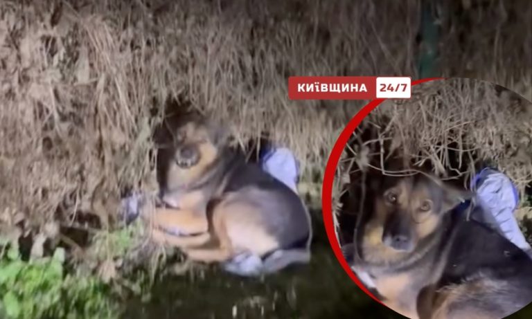 Різдвяне диво на Київщині — пес, що зник під час обстрілів, через чотири місяці повернувся додому