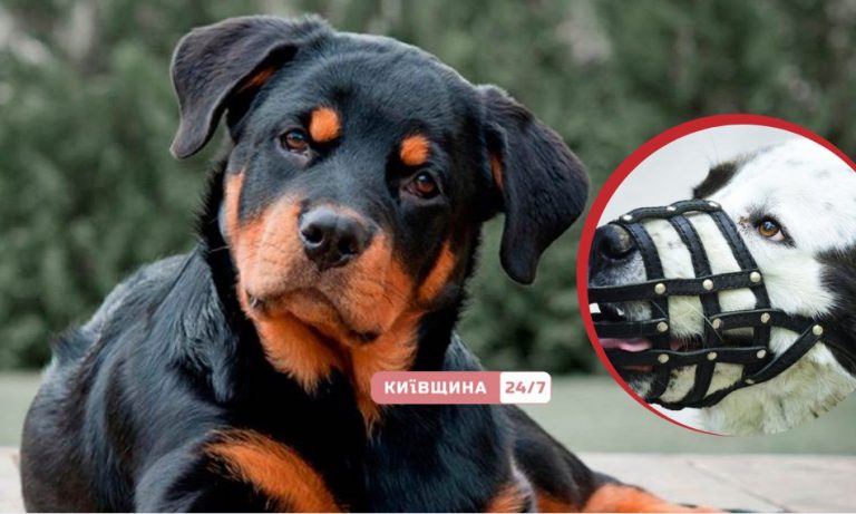 У Києві власникам «небезпечних» собак дозволять гуляти без намордника лише після складання іспиту