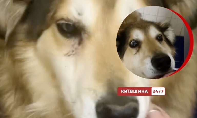 Мішаня — єдиний вцілілий із «притулку смерті» на Київщині, тварина продовжує боротьбу за життя