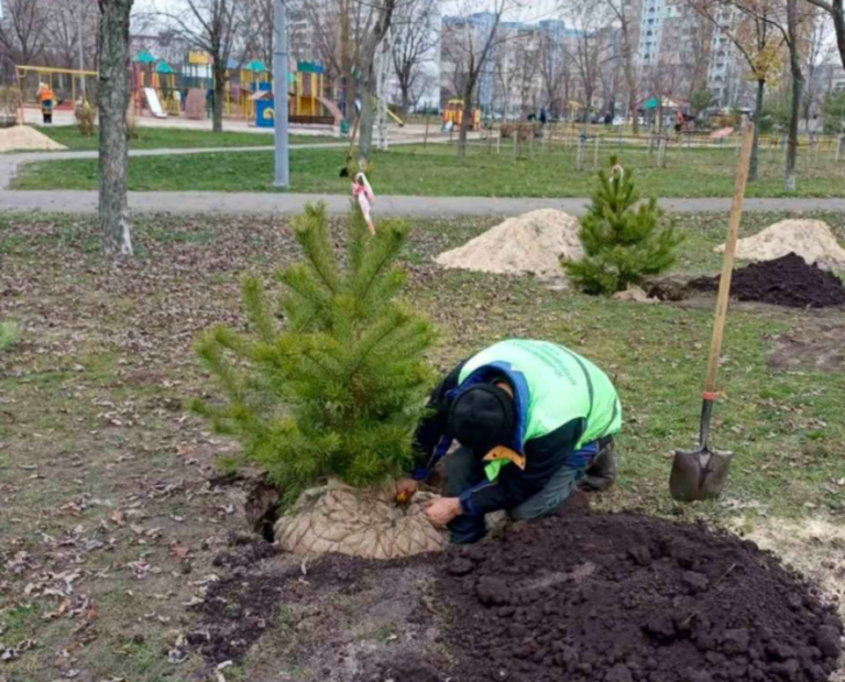 Новорічна зелень у Києві: висадили зимові дерева — ФОТО