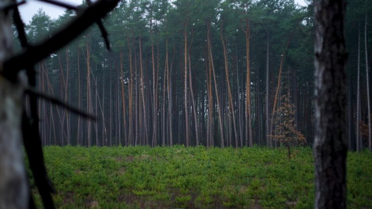 На Київщині працівникам «Ліси України» повідомили про підозру у спробі заволодіти 100 тис грн
