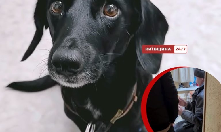 Отруєну алкоголем таксу врятували, але після лікування вона опинилася без дому у київській ветклініці