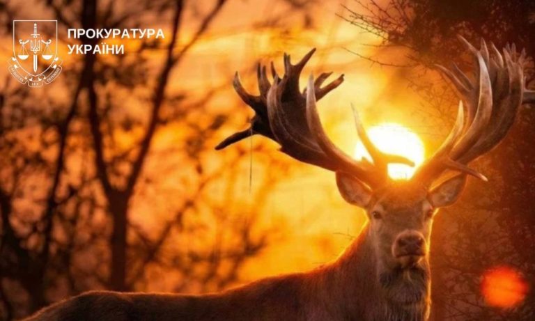 У Київській області розпочали кримінальне провадження через вбивство відомого у світі оленя Руні
