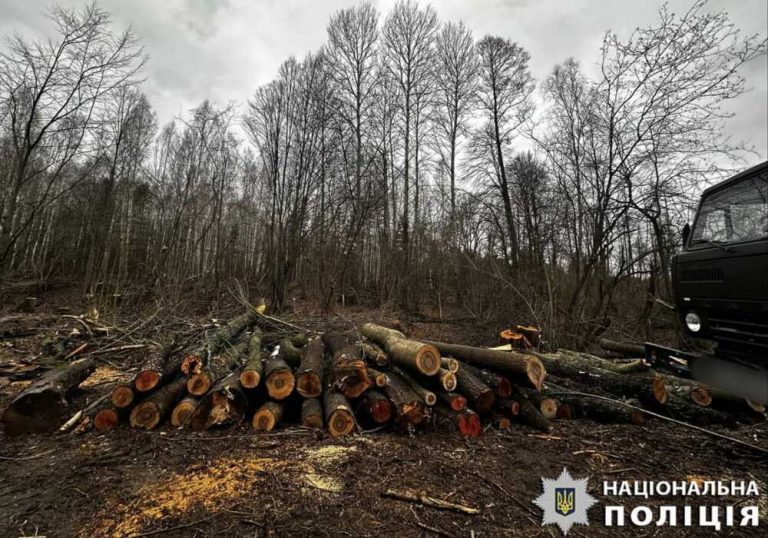 Київська прокуратура вимагає від ДП «Ліси України» відшкодування понад 17 мільйонів гривень за незаконну вирубку 940 дерев