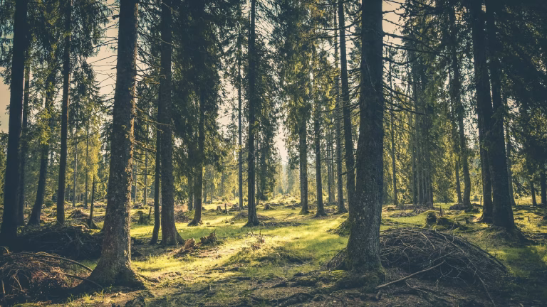На Київщині повітря у межах норми: 16 пунктів моніторингу не зафіксували перевищень