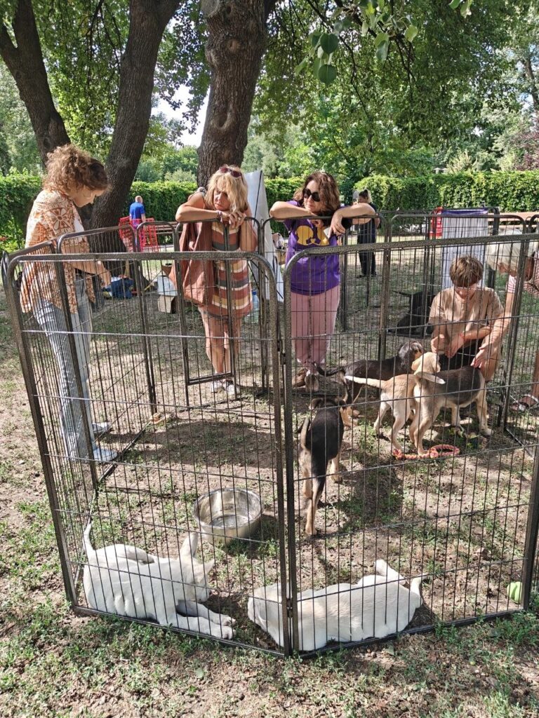 Песик у притулку перед адопцією