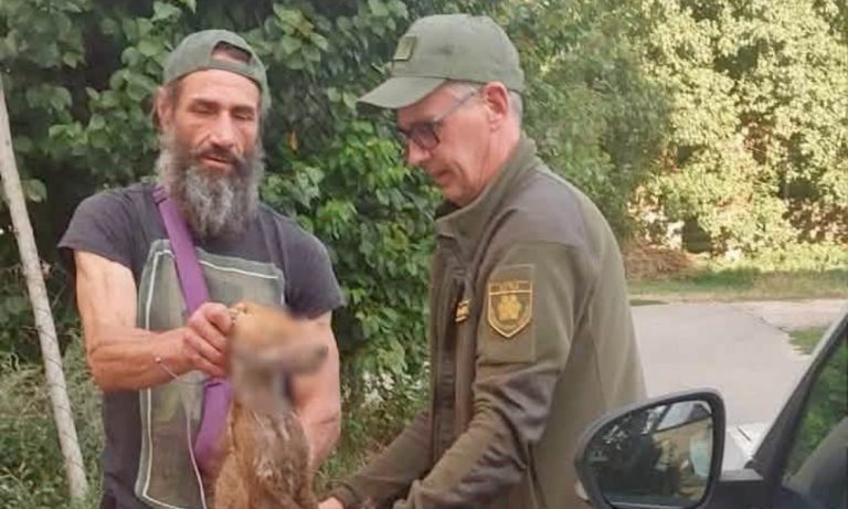 На Київщині лисиця влаштувала справжній переполох серед місцевих жителів