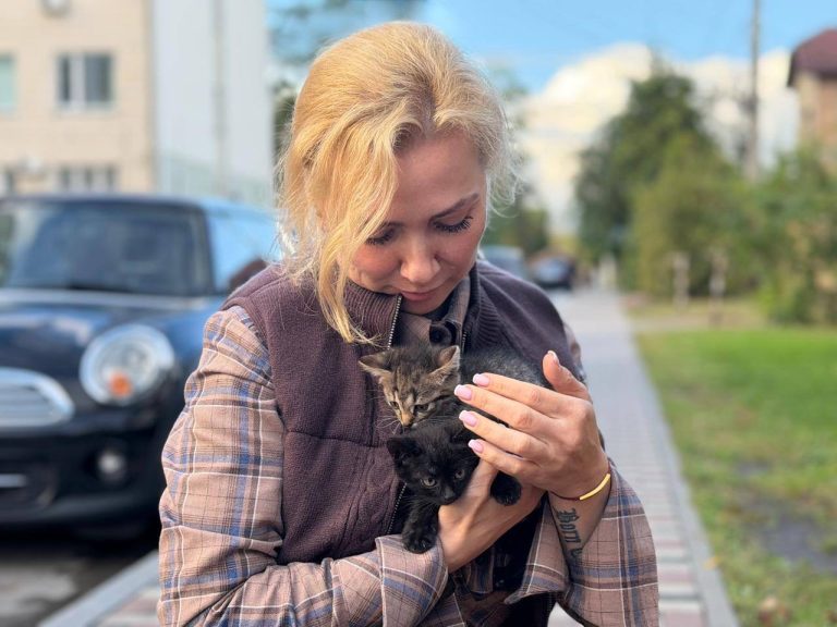 В Ірпені поруч із котохаткою виявили коробку з трьома малюками-кошенятами