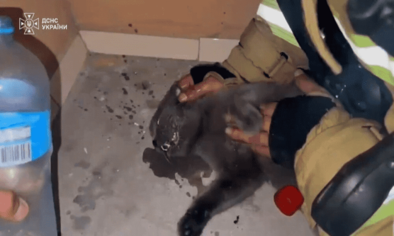 У Києві чоловік разом із рятувальниками визволяв котика з-під завалів, доводячи, що кожне життя безцінне