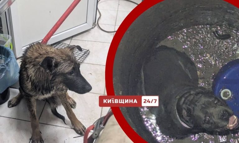 Рятувальники KARG витягли з підтоплених ям двох собак у Києві й Бородянці