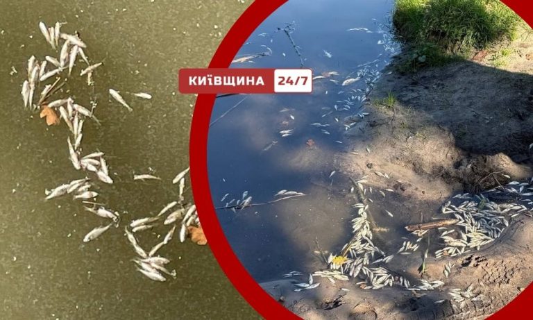 Масова загибель риби в Коцюбинському ставить під загрозу екологічну безпеку озера