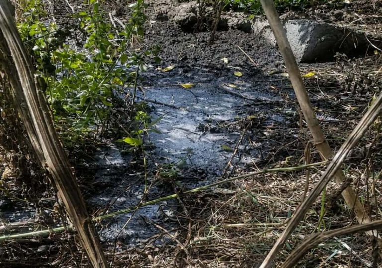 У Білій Церкві викрили нелегальне звалище гноївки та фермерських відходів на відкритій ділянці