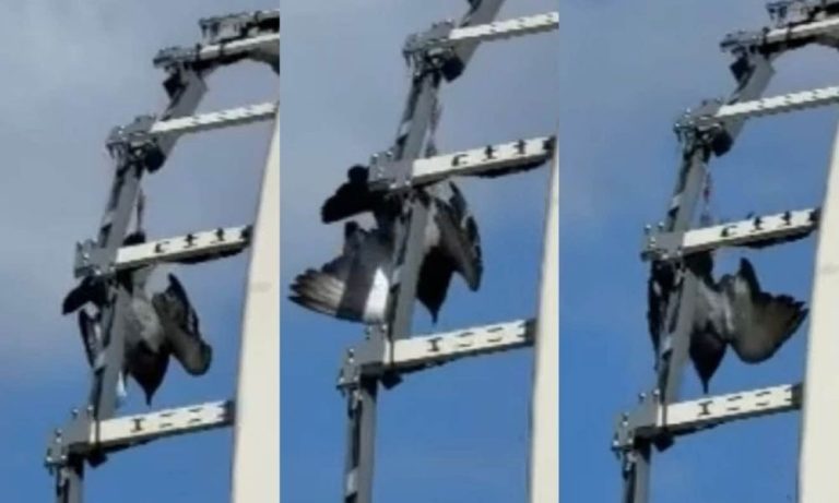 У Києві на мосту-хвилі рятувальники звільнили голуба, що заплутався в рибальській лісці