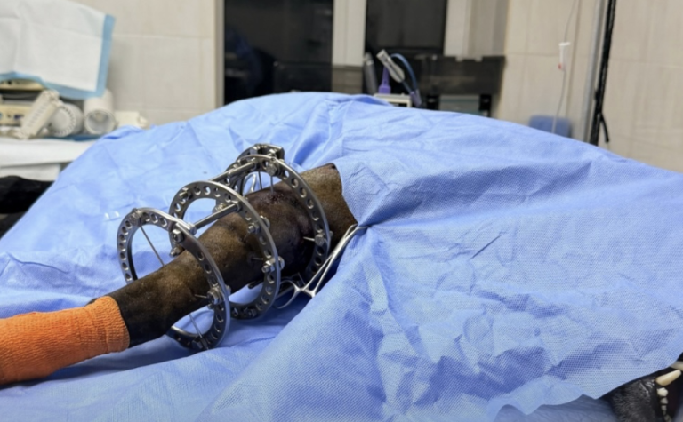 У Києві врятували чорну вівчарку, поранену під час стрілянини поліцейським в укритті