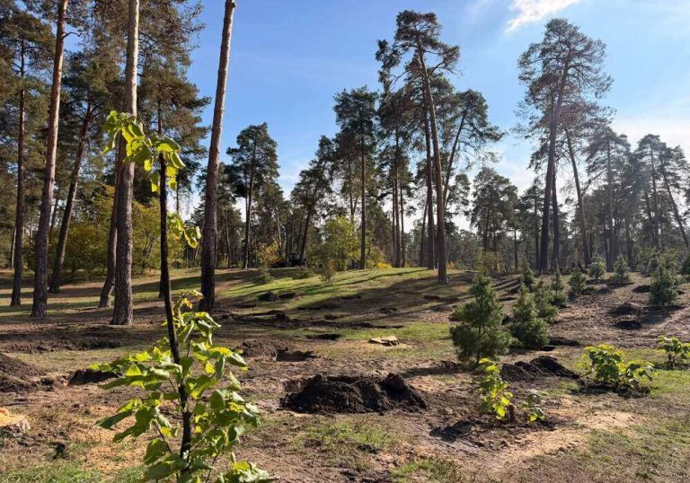 У Києві в парку «Партизанська слава» посадили 120 сосен на честь відновлення після російського обстрілу