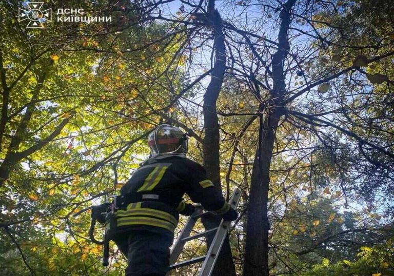 У Чабанах пожежники врятували кота із небезпечної ситуації
