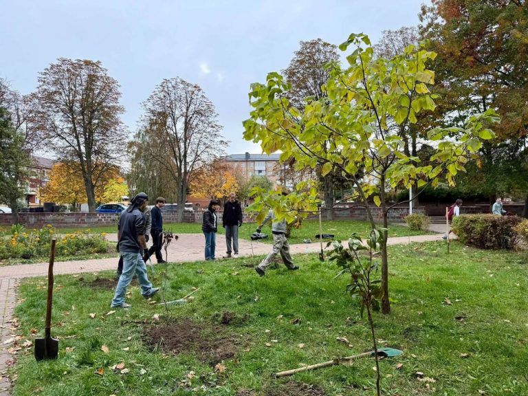 Навколо Бучанського ліцею №4 висадили шістьі сакури, оновивши подвір’я