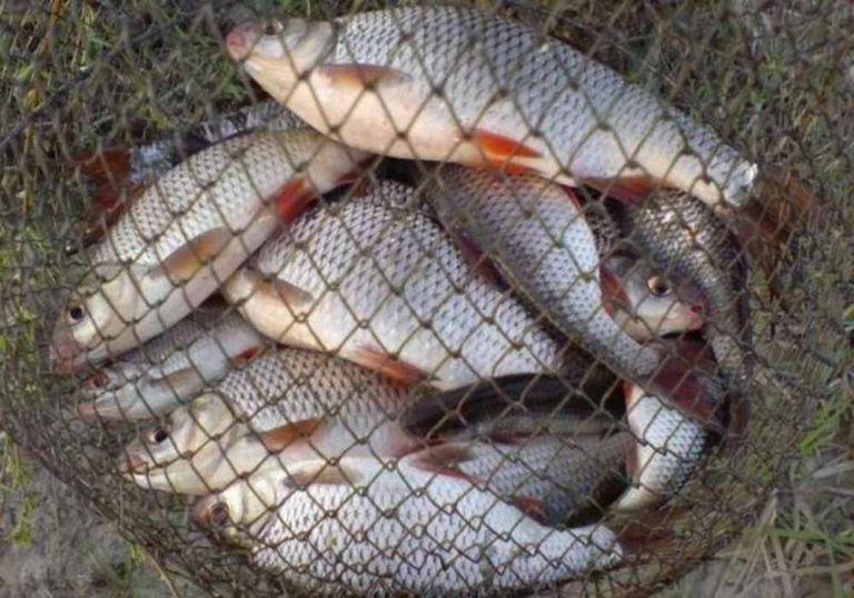 На Київщині конфіскували 99 кг водних біоресурсів та 42 заборонені знаряддя для лову